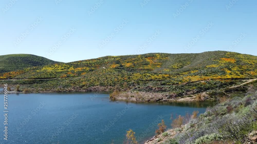 Lots of wild flower blossom at Diamond Valley Lake Lots of wild flower blossom at Diamond Valley Lake