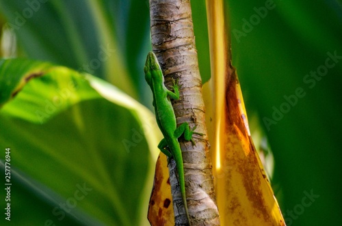 Small Gekko on tree branch in Hawaii  © JMP Traveler