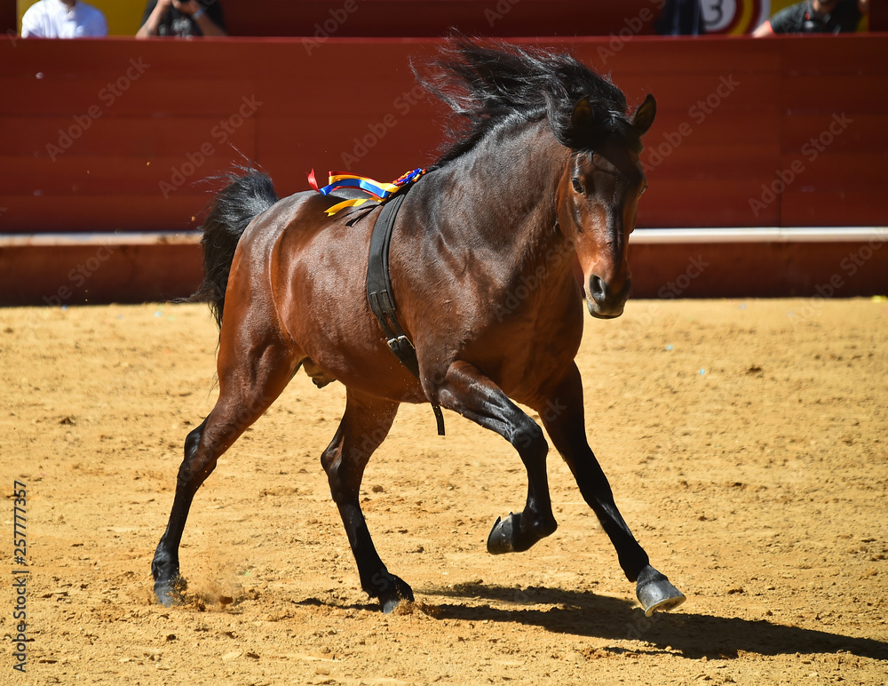 caballo español