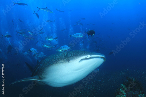 Whale Shark and Trevally fish at Richelieu Rock in Thailand  © Richard Carey