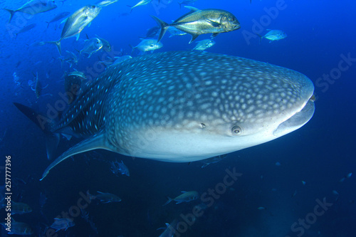 Whale Shark and Trevally fish at Richelieu Rock in Thailand 