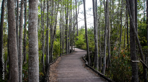 path in the forest