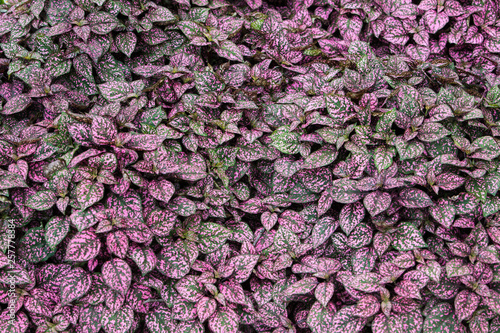 Flora Polka Dot Plant Hypoestes Phyllostachya Freckle Face photo