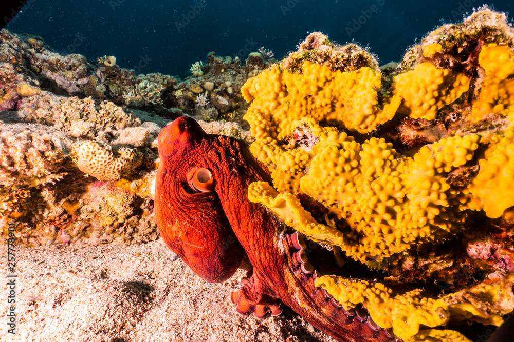 Fototapeta premium Octopus king of camouflage in the Red Sea, eilat israel 