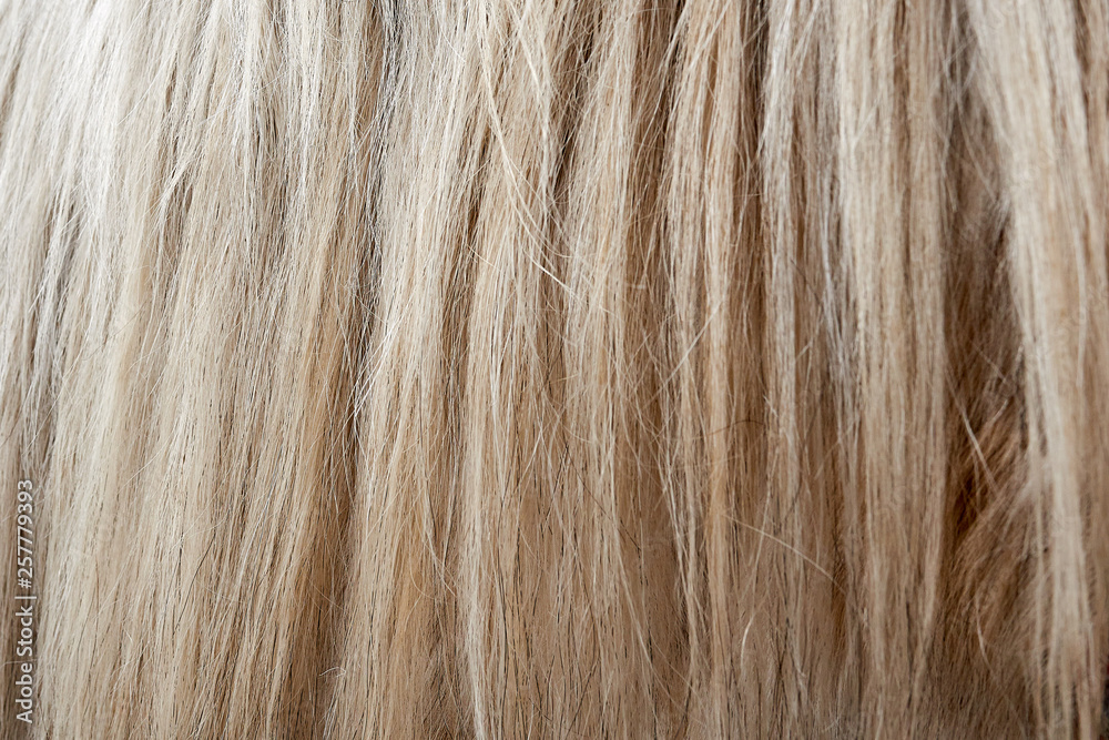 Fototapeta premium close up white horse mane. wool white horse