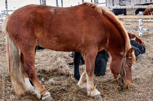 Closeup Side view of Beautiful brown horse eating grass and hay in meadow and green field in summertime alone. Farm animals without GMOs.