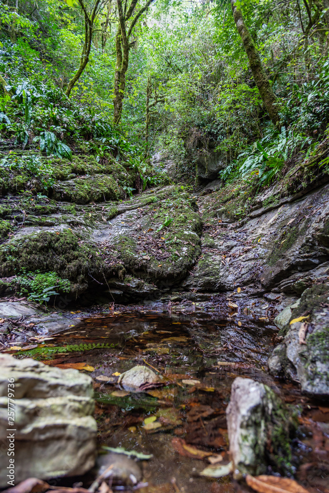 Mountain stream with clear water in the boxwood forest, Krasnodar region, Russia Mountain stream with clear water in the boxwood forest, Krasnodar region, Russia