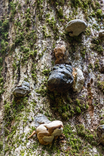 Close-up trunk of dead tree with parasites growing on it, Krasnodar region, Russia