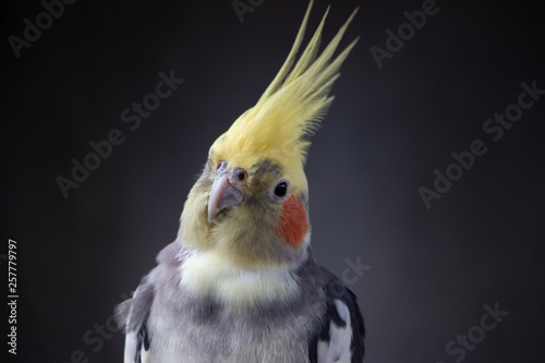 Cockatiel Nymphicus hollandicus normal grey parrot male portrait head shot with black plain background