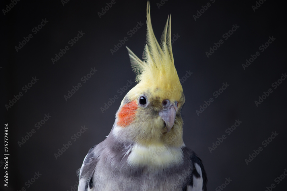 Cockatiel Nymphicus hollandicus normal male young parrot isolated on black plain background Cockatiel Nymphicus hollandicus normal male young parrot isolated on black plain background
