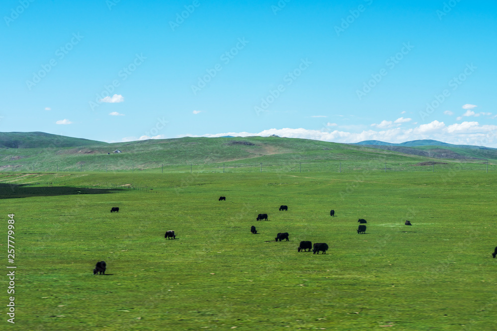 Fototapeta premium aqu Qiangtang Plateau Ranch Scenery, Tibet, China