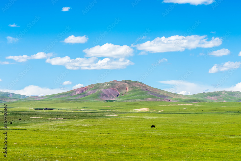 Naqu Qiangtang Plateau Ranch Scenery, Tibet, China