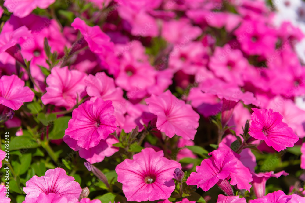 Closeup Petunia flowers (Petunia hybrida) in the garden. Flowerbed with multicoloured petunias in springtime sunny day at Ashikaga Flower Park, Tochigi prefecture, Famous travel destination in Japan