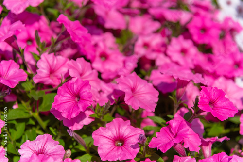 Closeup Petunia flowers (Petunia hybrida) in the garden. Flowerbed with multicoloured petunias in springtime sunny day at Ashikaga Flower Park, Tochigi prefecture, Famous travel destination in Japan © Shawn.ccf