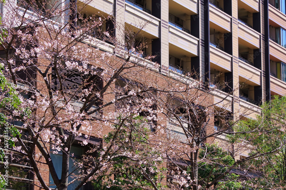 咲いている途中の桜とビル 咲いている途中の桜とビル