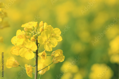 菜の花クローズアップ