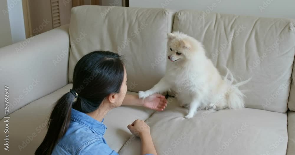 Woman play with Pomeranian dog at home Woman play with Pomeranian dog at home