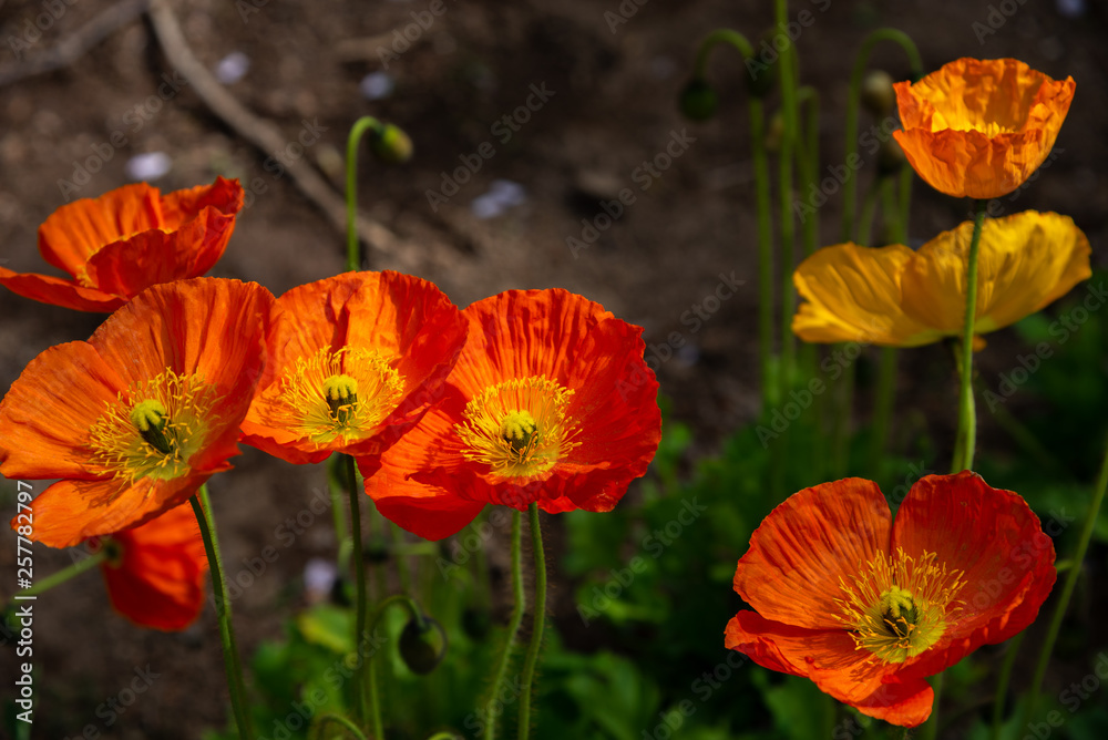 Fototapeta premium Closeup beautiful full bloom poppy flowers in springtime sunny day