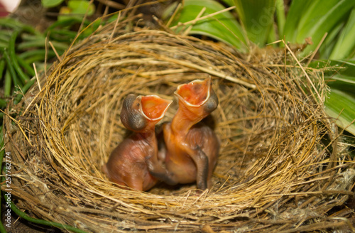 Bird baby in nest