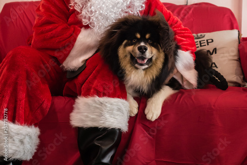santa with a dog