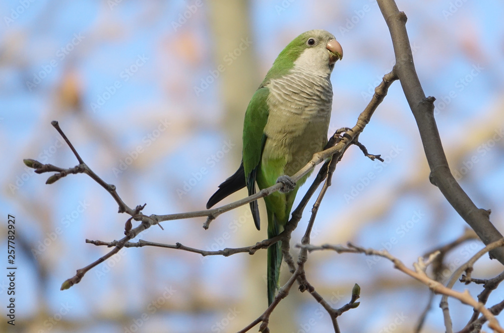 Fototapeta premium Beautiful Monk Parakeet perched on a tree trunk in Barcelona, Spain.