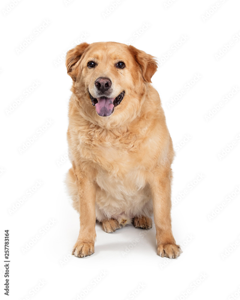 Chow and Yellow Labrador Retriever Dog Sitting