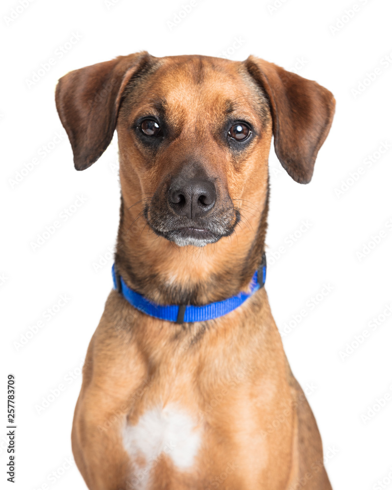Closeup cute brown dog facing forward