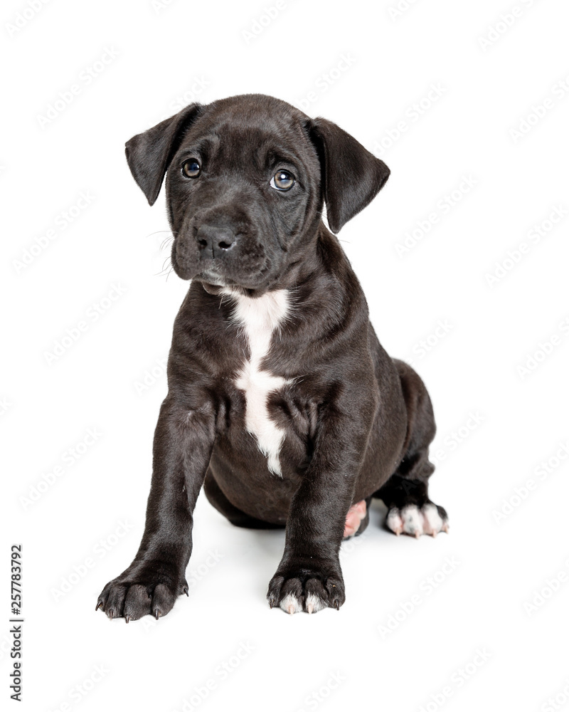 Cute Black Pit Bull Terrier Crossbreed Puppy