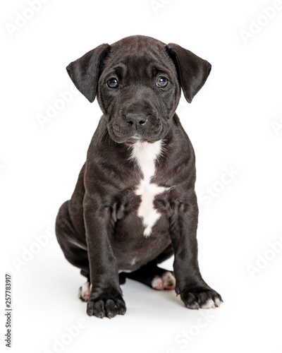 Cute Black Puppy With White Chest Sitting