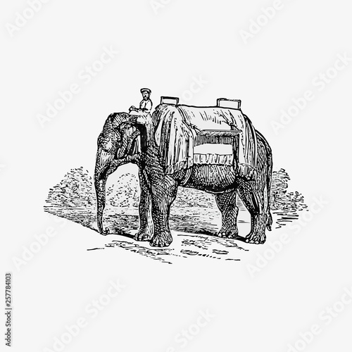 Indian elephant and mahout