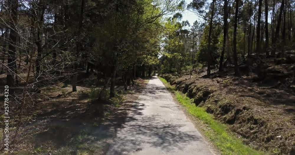 Aerial view of drone, road and with Portuguese forest, crown of trees, pines and oaks... Aerial view of drone, road and with Portuguese forest, crown of trees, pines and oaks...