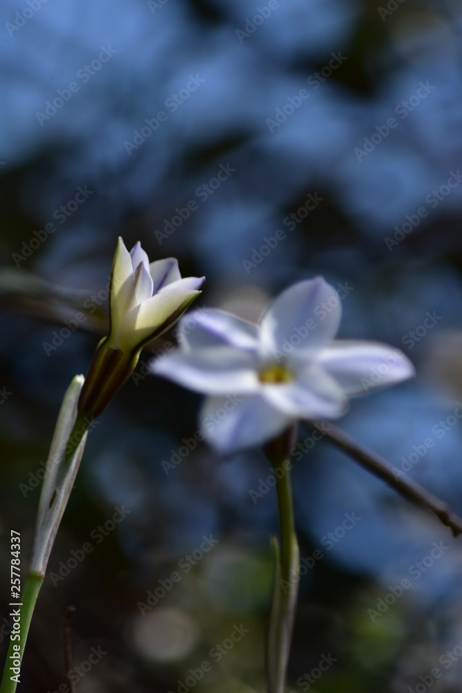 イフェイオン～Spring star.