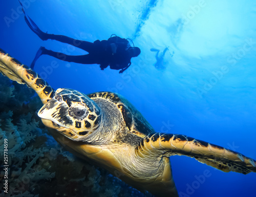 Underwater world in deep water in coral reef and plants flowers flora in blue world marine wildlife, travel nature beauty exploration in diving trip,adventures recreation dive. Diver observes turtle