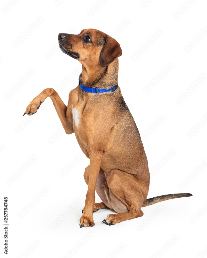 Friendly Brown Dog Raising Paw to Shake Friendly Brown Dog Raising Paw to Shake