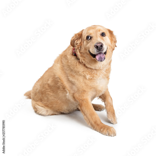 Fototapeta Naklejka Na Ścianę i Meble -  Large Labrador Chow Crossbreed Dog