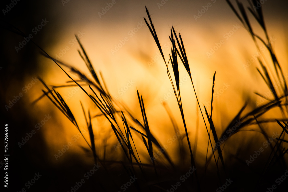 grass sunset