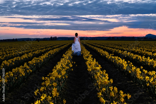Sunset at daffodil fields. Woman in dress standing on yellow fields in bloom. Skagit Valley Tulip festival. Mount Vernon. Seattle. WA. USA photo