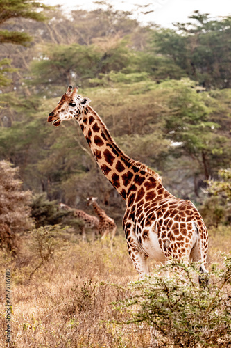 Rothschild Giraffe in Lake Nakuru