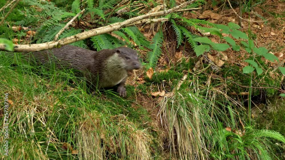 Eurasian otter (Lutra lutra) calling for mate Eurasian otter (Lutra lutra) calling for mate