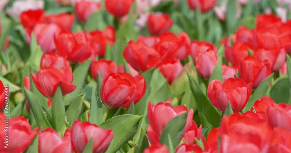 Tulips flowers spring bloom in the garden Tulips flowers spring bloom in the garden