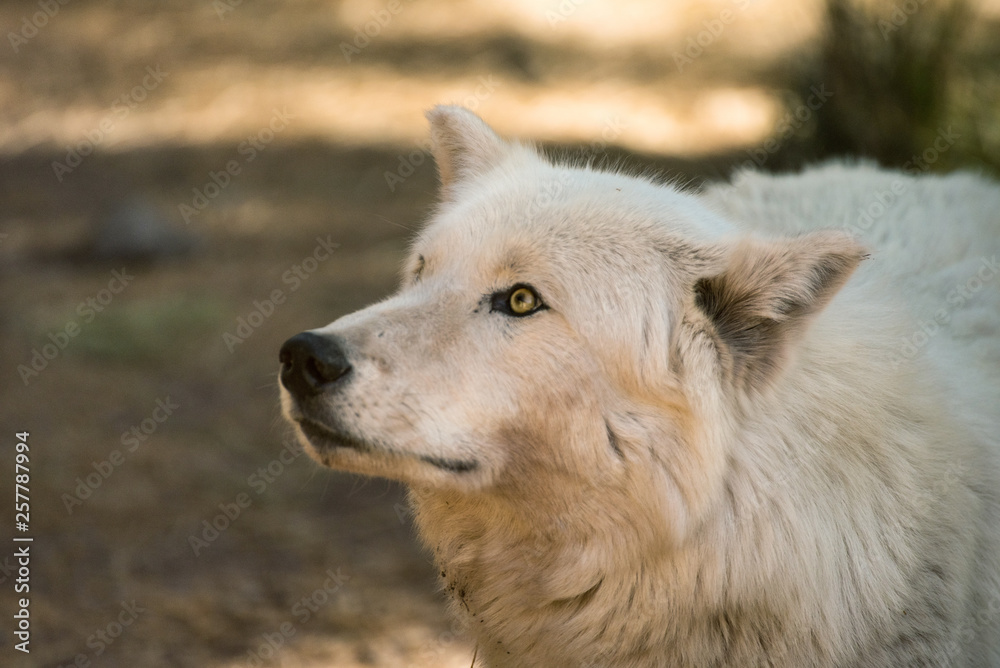 Curious arctic wolf looks up into the trees towards a sound