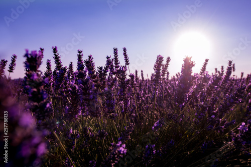 Close up Bushes of lavender purple aromatic flowers