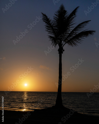 Single palm tree at sunrise on a beach in the Dominican Republic
