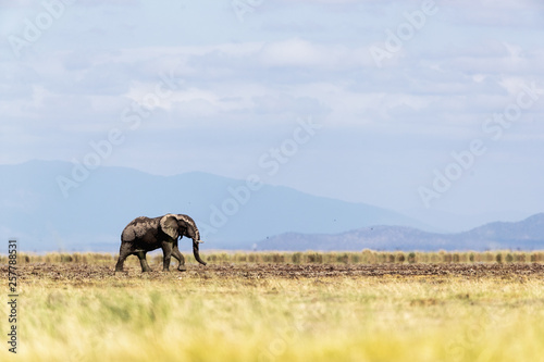 Young Elephant Walking Alone in Amboseli Kenya