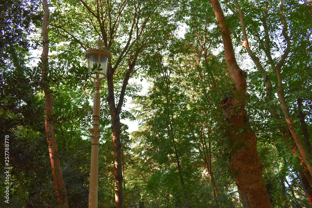 Obraz premium Flare and Sunlight of morning sun filtering through the trees and fog