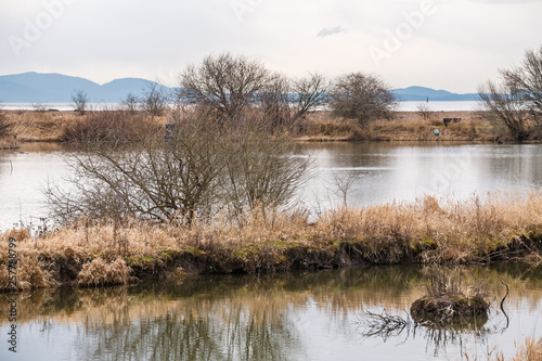 view along the water and reeds on a dull late winter day with bushes in the distance on the nature reserve.