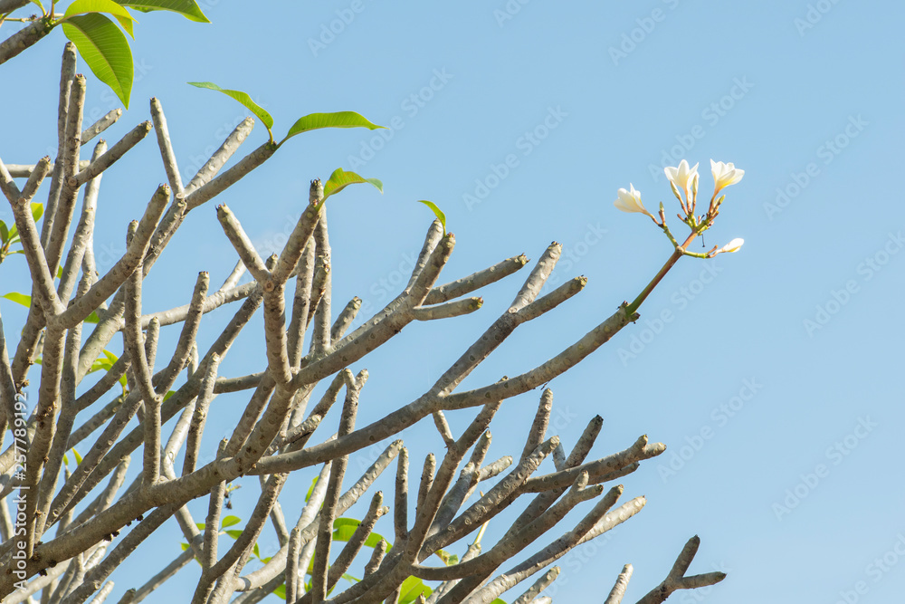 Plumeria flower on tree and sky