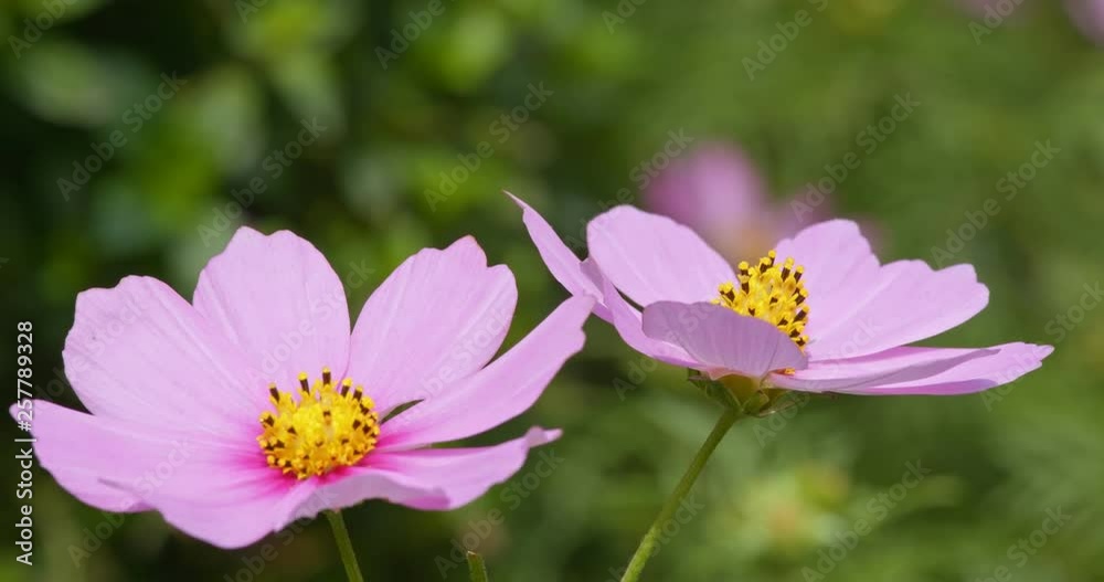 Cosmos flower close up