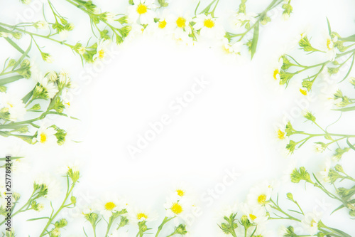 Flowers composition. Border made of daisy white flowers. Flat lay, top view