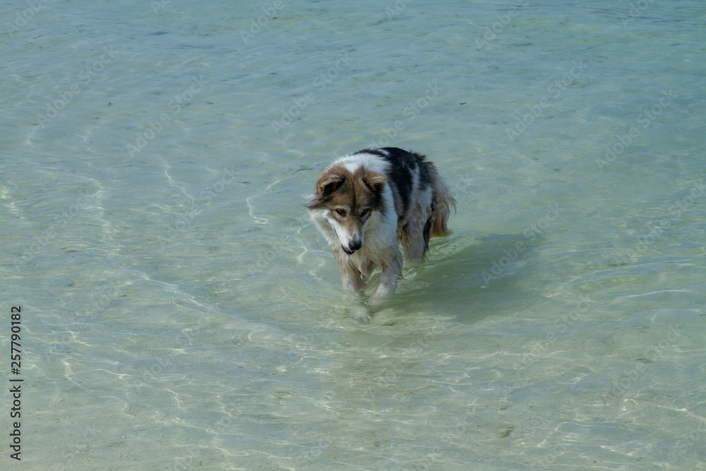 dog in the sea dog in the sea